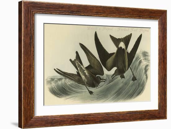 Leach's Petrel - Forked Tail Petrel-John James Audubon-Framed Art Print