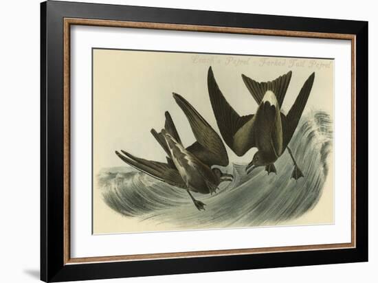 Leach's Petrel - Forked Tail Petrel-John James Audubon-Framed Art Print