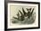 Leach's Petrel - Forked Tail Petrel-John James Audubon-Framed Art Print