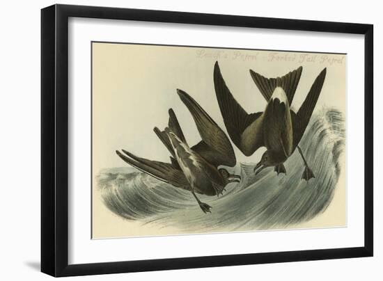 Leach's Petrel - Forked Tail Petrel-John James Audubon-Framed Art Print