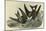 Leach's Petrel - Forked Tail Petrel-John James Audubon-Mounted Art Print