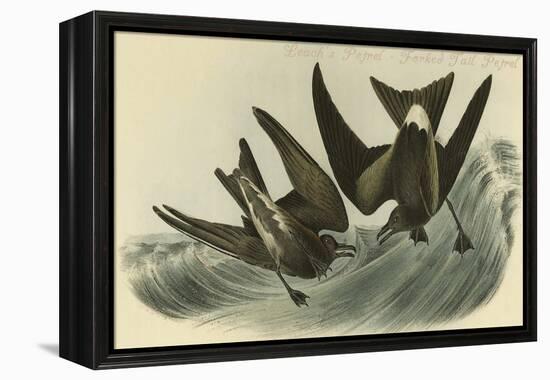 Leach's Petrel - Forked Tail Petrel-John James Audubon-Framed Stretched Canvas