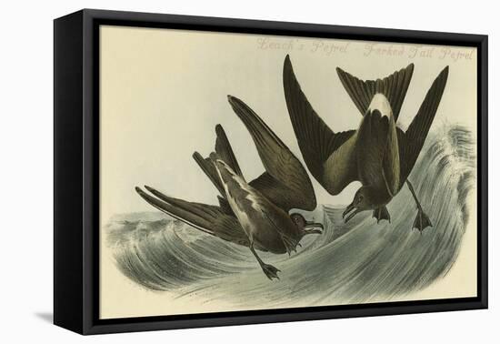 Leach's Petrel - Forked Tail Petrel-John James Audubon-Framed Stretched Canvas