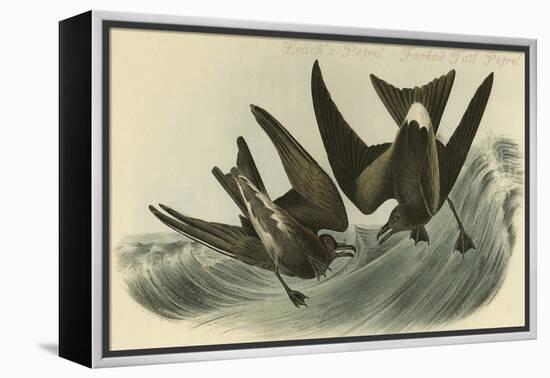 Leach's Petrel - Forked Tail Petrel-John James Audubon-Framed Stretched Canvas