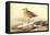 Leach's Petril-John James Audubon-Framed Stretched Canvas