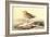 Leach's Petril-John James Audubon-Framed Art Print