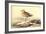 Leach's Petril-John James Audubon-Framed Art Print