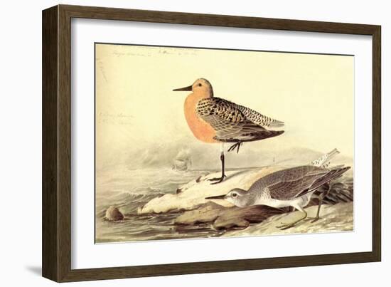 Leach's Petril-John James Audubon-Framed Art Print