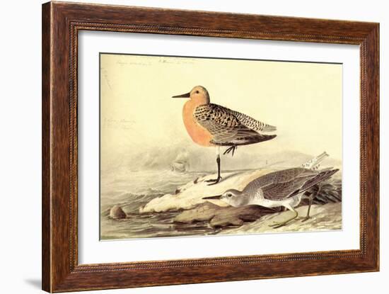 Leach's Petril-John James Audubon-Framed Art Print