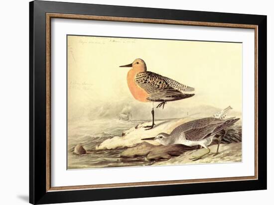 Leach's Petril-John James Audubon-Framed Art Print