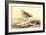 Leach's Petril-John James Audubon-Framed Art Print