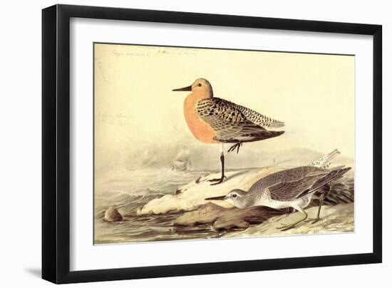 Leach's Petril-John James Audubon-Framed Art Print