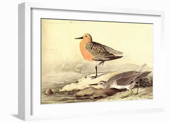 Leach's Petril-John James Audubon-Framed Art Print