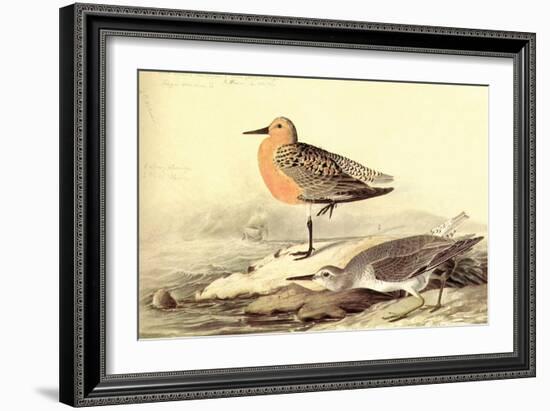 Leach's Petril-John James Audubon-Framed Art Print