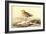 Leach's Petril-John James Audubon-Framed Art Print