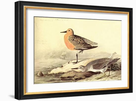 Leach's Petril-John James Audubon-Framed Art Print