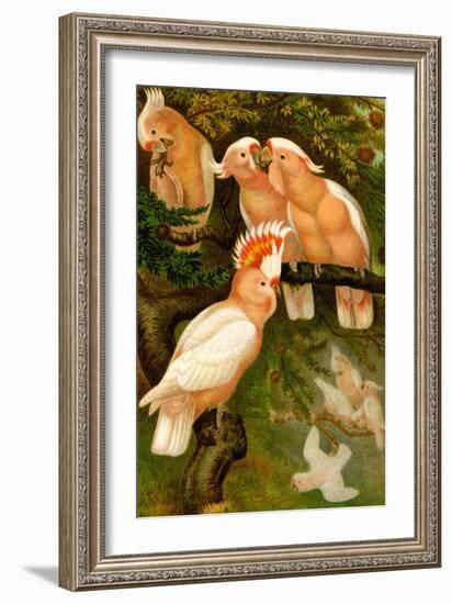 Leadbeater Cockatoo-F.W. Kuhnert-Framed Art Print