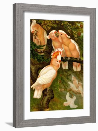 Leadbeater Cockatoo-F.W. Kuhnert-Framed Art Print