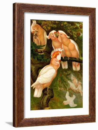 Leadbeater Cockatoo-F.W. Kuhnert-Framed Art Print