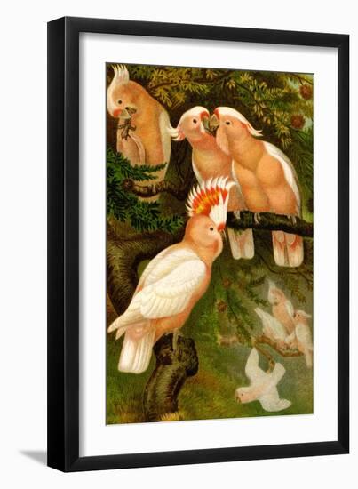 Leadbeater Cockatoo-F.W. Kuhnert-Framed Art Print