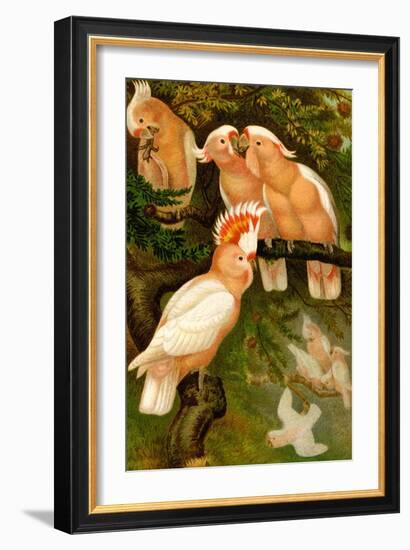 Leadbeater Cockatoo-F.W. Kuhnert-Framed Art Print