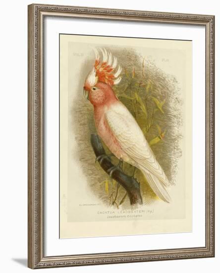 Leadbeater's Cockatoo, 1891-Gracius Broinowski-Framed Giclee Print