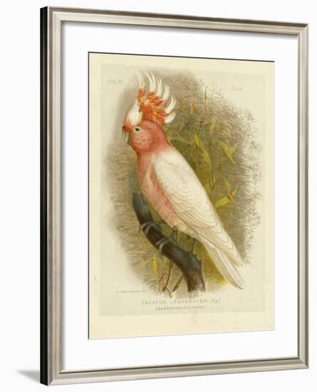 Leadbeater's Cockatoo, 1891-Gracius Broinowski-Framed Giclee Print