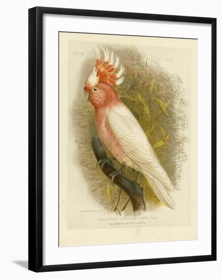 Leadbeater's Cockatoo, 1891-Gracius Broinowski-Framed Giclee Print