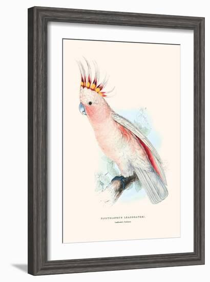 Leadbeater's Cockatoo - Cocatua Leadbeateri-Edward Lear-Framed Art Print