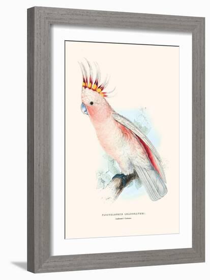 Leadbeater's Cockatoo - Cocatua Leadbeateri-Edward Lear-Framed Art Print