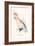 Leadbeater's Cockatoo - Cocatua Leadbeateri-Edward Lear-Framed Art Print