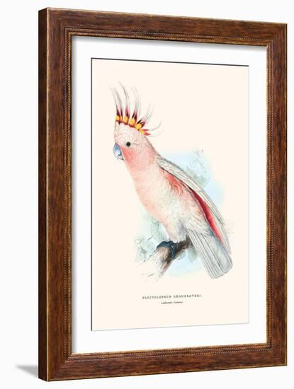 Leadbeater's Cockatoo - Cocatua Leadbeateri-Edward Lear-Framed Art Print