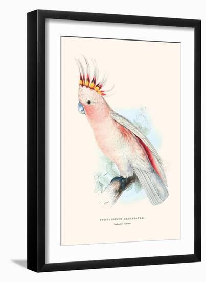 Leadbeater's Cockatoo - Cocatua Leadbeateri-Edward Lear-Framed Art Print