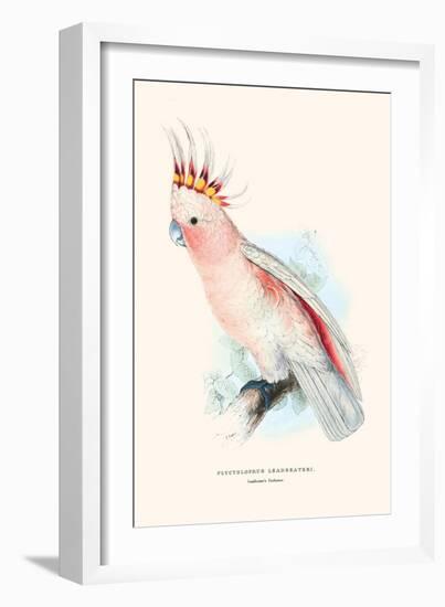 Leadbeater's Cockatoo - Cocatua Leadbeateri-Edward Lear-Framed Art Print