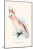 Leadbeater's Cockatoo - Cocatua Leadbeateri-Edward Lear-Mounted Art Print