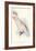 Leadbeater's Cockatoo-Edward Lear-Framed Premium Giclee Print