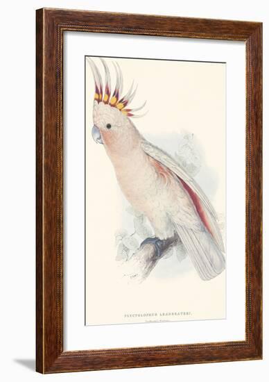 Leadbeater's Cockatoo-Edward Lear-Framed Premium Giclee Print