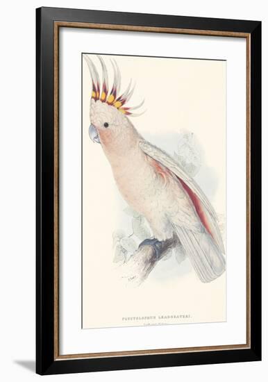 Leadbeater's Cockatoo-Edward Lear-Framed Premium Giclee Print