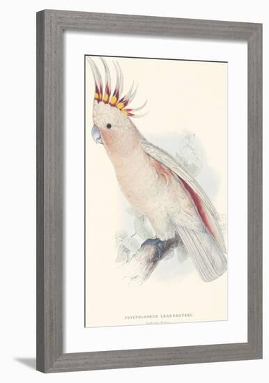 Leadbeater's Cockatoo-Edward Lear-Framed Premium Giclee Print