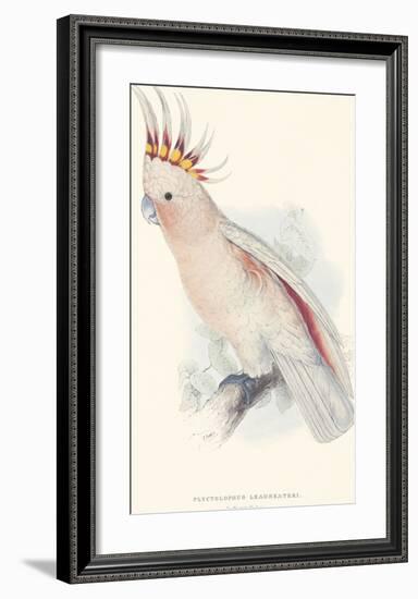 Leadbeater's Cockatoo-Edward Lear-Framed Premium Giclee Print