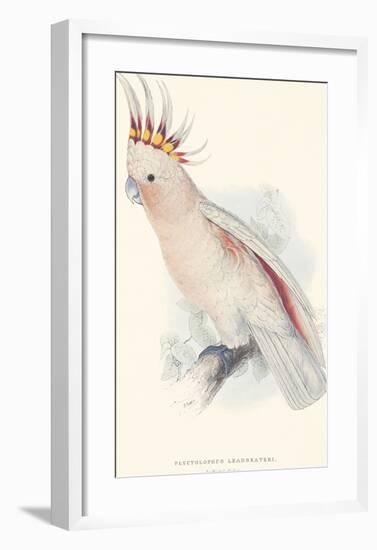 Leadbeater's Cockatoo-Edward Lear-Framed Premium Giclee Print