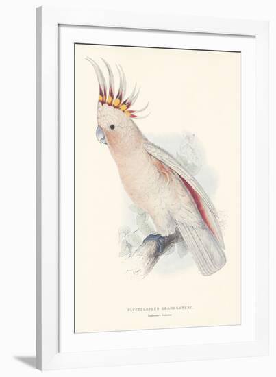 Leadbeater's Cockatoo-Edward Lear-Framed Giclee Print