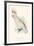 Leadbeater's Cockatoo-Edward Lear-Framed Giclee Print