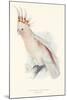 Leadbeater's Cockatoo-Edward Lear-Mounted Giclee Print