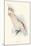 Leadbeater's Cockatoo-Edward Lear-Mounted Giclee Print