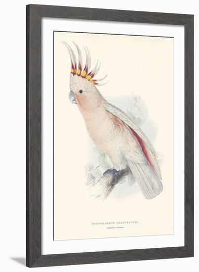 Leadbeater's Cockatoo-Edward Lear-Framed Giclee Print