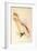 Leadbeater'S, Major Mitchell'S, or Pink Cockatoo-Edward Lear-Framed Giclee Print