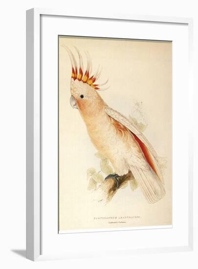 Leadbeater'S, Major Mitchell'S, or Pink Cockatoo-Edward Lear-Framed Giclee Print