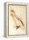 Leadbeater'S, Major Mitchell'S, or Pink Cockatoo-Edward Lear-Framed Premier Image Canvas