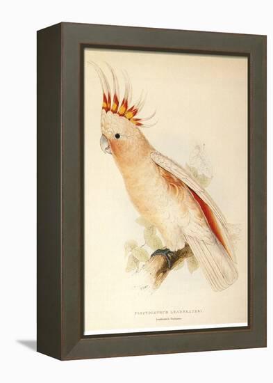Leadbeater'S, Major Mitchell'S, or Pink Cockatoo-Edward Lear-Framed Premier Image Canvas